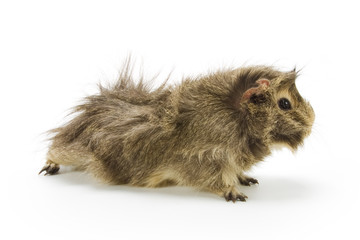 Guinea pig