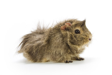 Guinea pig