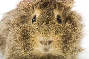 Guinea pig