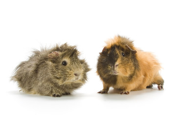 Guinea pigs