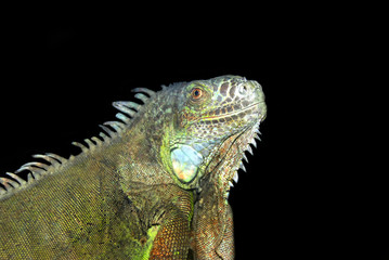 Iguane