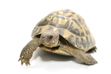 Testuggine
