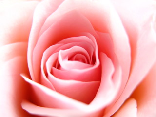 Fototapeta na wymiar róża