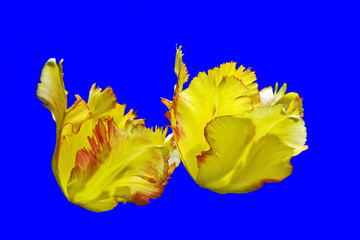 Fototapeta na wymiar fleur : deux tulipes jaunes sur fond bleu