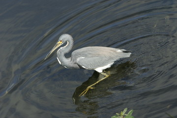 FISHING FAST BIRD