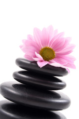 Obraz na płótnie Canvas pebbles stack with pink daisy isolated on white
