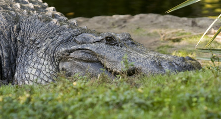 Alligator