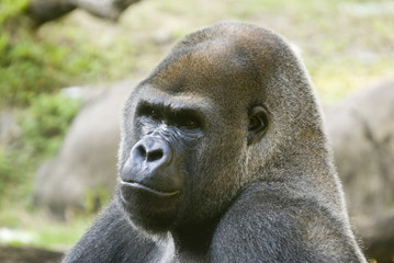 Gorilla