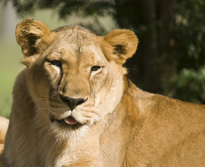 Lioness