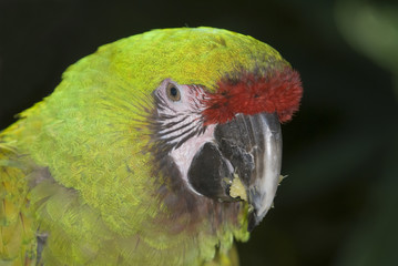 Military Macaw (Ara militaris)