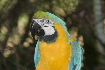 Blue and Yellow Macaw