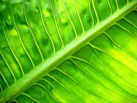 Tropical Green Leaf From Underneath Abstract