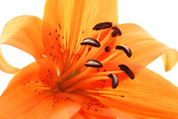 abstract close up  of orange lily on white background