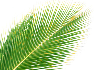 palme de cocotier