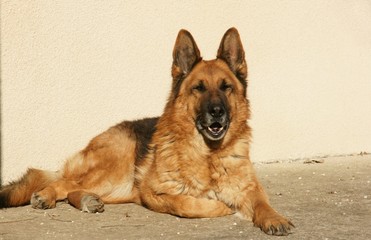 berger allemand femelle