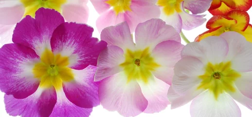 Papier Peint photo Lavable Macro Close-up de fleurs de primevère pastel contre fond blanc