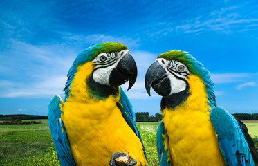 parrots in love