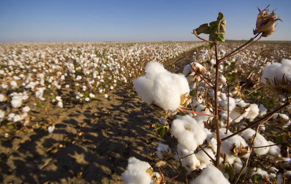Cotton Field at Harvest