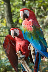 Two green-winged macaws sitting on a branch