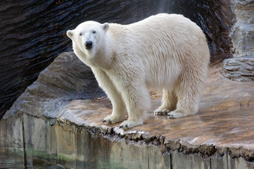 Portrait of white polar bear (Thalarctos maritimus)