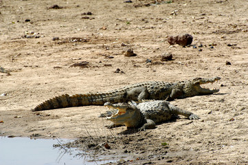 Les crocodiles