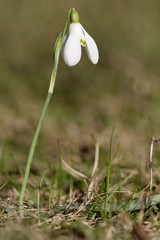 Frühlingsbote