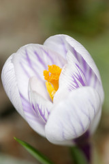 Frühlingsbote