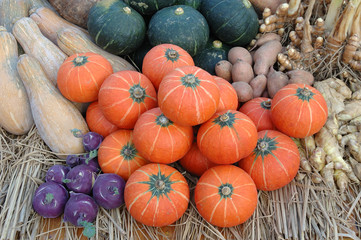 Close up of pumpkins assortment in the market