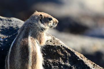 Scoiattolo sulle rocce