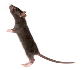 funny rat isolated on white background