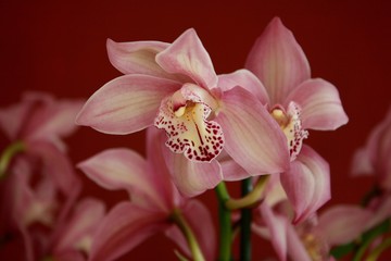 Fototapeta na wymiar Blume Orchide