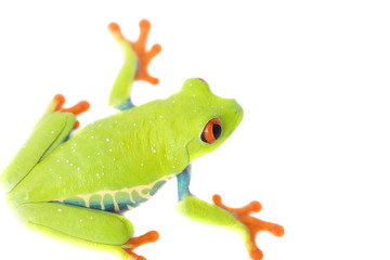 frog macro - a red-eyed tree frog (Agalychnis callidryas)