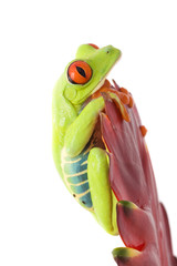 frog macro - a red-eyed tree frog (Agalychnis callidryas)