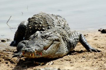 Les crocodiles