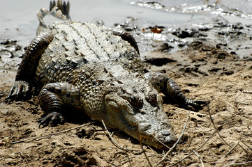 Les crocodiles