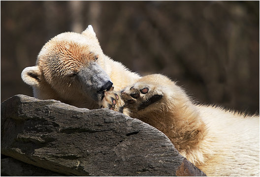BAER