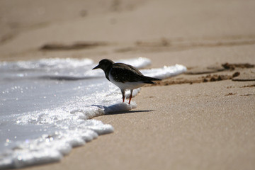 Uccellino sulla spiaggia