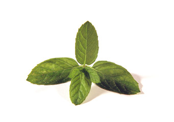 Menta