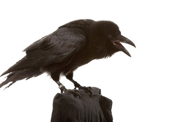 portrait of black raven on white background