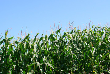 Obraz premium Champ de maïs 