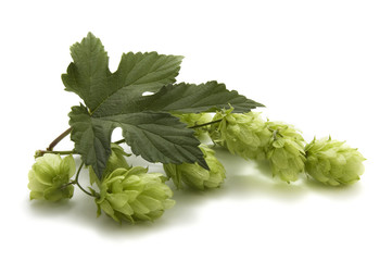 golden hops on white