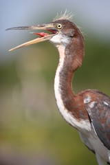 BIRD CALLING
