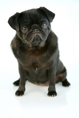 Black Pug Puppy