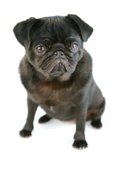 Obraz premium Black Pug Puppy