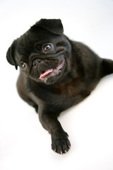 Obraz premium Black Pug Puppy