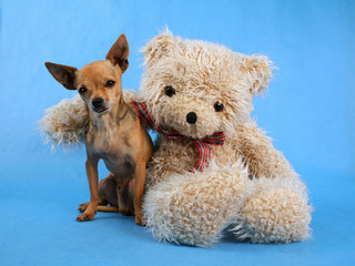a teddy bear with his arm around a tiny chihuahua