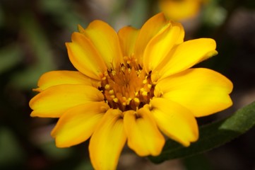 Yellow Flower Closeup