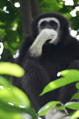 White Handed Gibbon