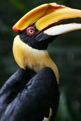 Yellow Billed Hornbill