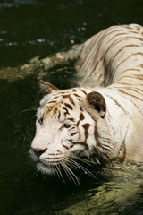 White Tiger
